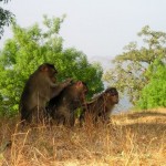 チンパンジー、霊長類について