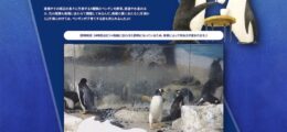 名古屋港水族館ライブ-ペンギン